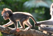 12 個夢見尾巴的象徵和含義解釋