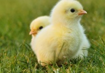 18 個夢見孵化雛鳥的解釋：夢見雛雞孵化後找到母雞 、夢見照顧孵化小雞