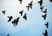 夢見鳥 - 周公解夢、10個夢境預兆