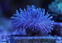 夢見海葵是什麼意思（5 種夢境預兆含義）