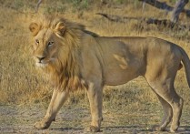 夢見被獅子咬傷的 7 個周公解夢：夢見被獅子咬傷、夢到被獅子追趕