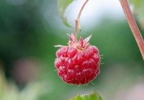 7 個夢見覆盆子的解釋，夢到未熟的覆盆子代表什麼徵兆？