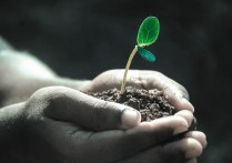 26 個夢見植物的解釋：夢見乾燥植物 、夢見枯萎植物