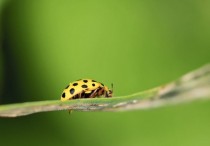 20 個夢見昆蟲的解釋：夢見踩到昆蟲 、夢見刷掉蚯蚓