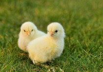 18 個夢見黃色小雞的解釋：夢見吃黃色小雞、夢見黃色小雞死去