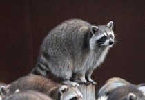 17 個夢見浣熊的解釋：夢見浣熊變身、夢見與浣熊對視