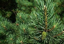 12 個夢見松樹的解釋：夢見靠在松樹上、夢見燃燒松樹