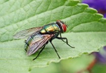 14 個夢見蒼蠅的解釋： 夢見蒼蠅坐在食物上 、夢見蒼蠅停在孩子臉上