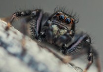 14種蜘蛛咬人夢境解釋：夢見被黑蜘蛛咬傷、夢見被棕色蜘蛛咬傷