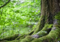 7 個夢見森林的解釋：夢見林地、夢見在森林中迷路