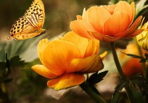 5 個夢見黃花的解釋：夢見收到黃色的花朵 、 夢見送黃色的花