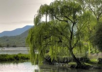 夢見柳樹是什麼意思（5 種夢境預兆含義）