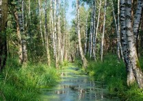 13 個夢見沼澤的解釋：夢見在沼澤中行走、夢見沼澤中出現蛇