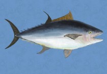 16 個夢見魚的解釋：夢見買魚 、 夢見捕魚