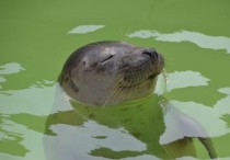 5 個夢見海獅的解釋：夢見養海獅 、 夢見帶海獅