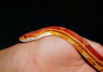 5 個夢見被橘色蛇追的解釋：夢見被橘色蛇吃掉、夢見橘色蛇撲上來