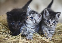 12 個夢見靠近的象徵和含義解釋