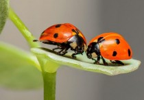 16 個夢見蟲子的解釋：夢見食物裡的蟲子、夢見臉上的蟲子