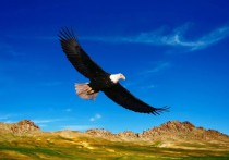 夢見老鷹的22個解夢含義：夢見棕鷹、夢見老鷹捕食