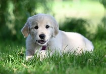 19 個夢見埋葬死狗的解釋：夢見燒死小狗、夢見吃死狗