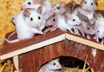 9 個夢見白老鼠的解釋：夢見吃白老鼠、夢見一隻死白老鼠