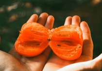 5 個夢見紅色柿子的解釋：夢見收到紅色柿子、夢見送紅色柿子