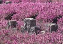 15 個夢見屍體的象徵和含義解釋