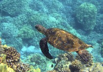 23 個夢見海龜的解釋：夢見死烏龜、 夢見綠龜