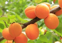 10 個夢見杏子的象徵和含義解釋