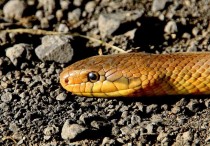 5 個夢見橙色的蛇的解釋：夢見見橘子蛇、 夢見橘子蛇進你家