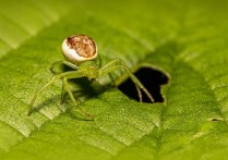 8 個夢見綠色蜘蛛的解釋：夢見殺死一隻綠色蜘蛛、夢見綠蜘蛛