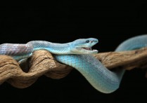 28 個夢見藍蛇的解釋：夢見藍蛇死去、夢見兇猛藍蛇