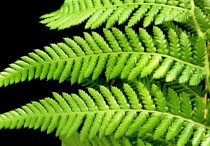 11 個夢見蕨類植物的解釋：夢見收到蕨類植物、夢見送蕨類植物