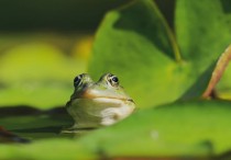 16 個夢見青蛙的解釋：夢見青蛙產卵、夢見把青蛙放進水裡