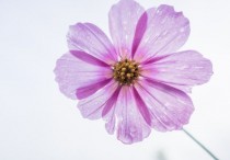 5 個夢見紫色花的解釋：夢見種紫色的花、夢見收到紫色的花朵