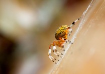 7 個夢見黃蜘蛛的解釋：夢見抓到黃色蜘蛛、夢見黃色蜘蛛