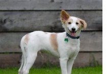 16 個夢見狗咬人的解釋：夢見狗咬朋友、夢見狗咬小孩