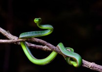 26種綠蛇夢解夢：夢見殺死一條青蛇、夢見被青蛇咬傷
