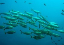 22 個夢見釣魚的解釋：夢見與魚交談 、夢見魚兒游上河