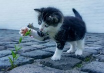 14 個夢見貓抓的象徵和含義解釋