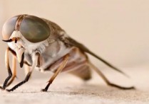 10 個夢見臭蟲的解釋：夢見床上有臭蟲、夢見腦袋裡有臭蟲