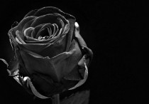 5 個夢見黑花的解釋：夢見收到黑花 、 夢見送黑花