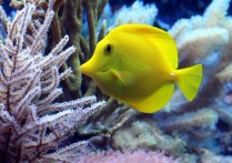 7 個夢見黃魚的解釋：夢見黃魚游泳、夢見黃魚跳出水面