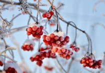 13 個夢見懸掛的樹的解釋，夢到吊蘋果代表什麼徵兆？