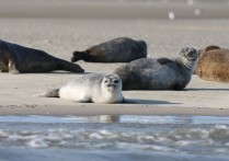 21 個海豹夢解讀的含義：夢見白海豹、夢見海豹死去、夢見大海豹