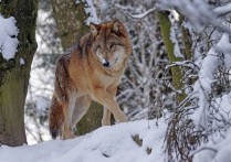 夢見被狼咬傷的 8 個周公解夢：夢見被野狼咬傷、夢到家人被狼咬傷