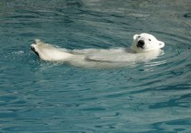 9 個夢見北極熊的解釋，夢到與北極熊同在代表什麼徵兆？