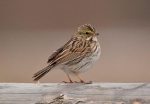 12 個夢見麻雀的解釋：夢見麻雀高飛、夢見麻雀產卵