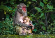 12 個夢見猴子的解釋：夢見猴子攻擊、夢見猴子追你