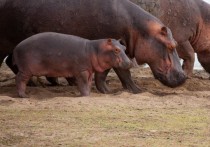 5 個夢見死河馬的解釋：夢見河馬幼崽攻擊、 夢見和河馬寶寶打架